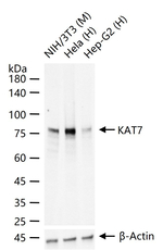 MYST2 Recombinant Rabbit Monoclonal Antibody (4F8)