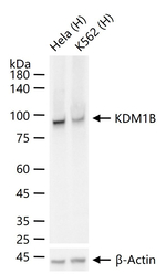 KDM1B Recombinant Rabbit Monoclonal Antibody (9G2)