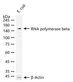 RNA polymerase beta Antibody in Western Blot (WB)