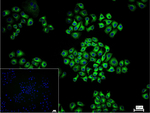CYP2D6 Recombinant Rabbit Monoclonal Antibody (12H3)