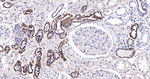 CYP2D6 Antibody in Immunohistochemistry (Paraffin) (IHC (P))