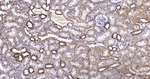 CYP2D6 Antibody in Immunohistochemistry (Paraffin) (IHC (P))