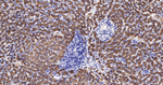 CYP2D6 Antibody in Immunohistochemistry (Paraffin) (IHC (P))