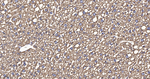 CYP2D6 Antibody in Immunohistochemistry (Paraffin) (IHC (P))