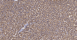 CYP2D6 Antibody in Immunohistochemistry (Paraffin) (IHC (P))