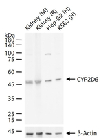 CYP2D6 Antibody in Western Blot (WB)