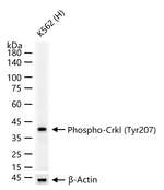 Phospho-CrkL (Tyr207) Recombinant Rabbit Monoclonal Antibody (11G3)