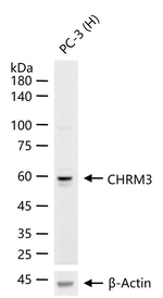 CHRM3 Antibody in Western Blot (WB)