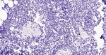 Langerin Recombinant Rabbit Monoclonal Antibody (9A4)