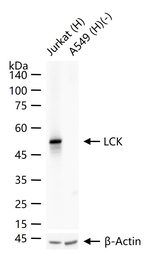 LCK Antibody in Western Blot (WB)