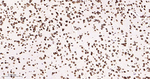 Lamin B2 Recombinant Rabbit Monoclonal Antibody (10D12)