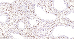 Lamin B2 Antibody in Immunohistochemistry (Paraffin) (IHC (P))