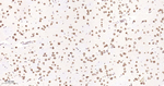 Lamin B2 Antibody in Immunohistochemistry (Paraffin) (IHC (P))