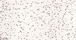 Lamin B2 Antibody in Immunohistochemistry (Paraffin) (IHC (P))