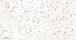 Lamin B2 Antibody in Immunohistochemistry (Paraffin) (IHC (P))