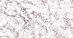 Lamin B2 Antibody in Immunohistochemistry (Paraffin) (IHC (P))