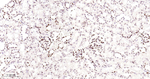 Lamin B2 Antibody in Immunohistochemistry (Paraffin) (IHC (P))