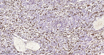 Lamin B2 Antibody in Immunohistochemistry (Paraffin) (IHC (P))