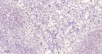 Lamin B2 Antibody in Immunohistochemistry (Paraffin) (IHC (P))