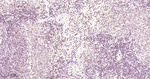 Lamin B2 Antibody in Immunohistochemistry (Paraffin) (IHC (P))