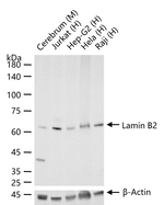 Lamin B2 Antibody in Western Blot (WB)
