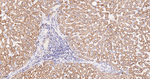 UQCRC2 Antibody in Immunohistochemistry (Paraffin) (IHC (P))