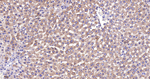 UQCRC2 Antibody in Immunohistochemistry (Paraffin) (IHC (P))