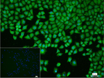 EEF2 Recombinant Rabbit Monoclonal Antibody (17G1)