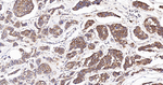 EEF2 Antibody in Immunohistochemistry (Paraffin) (IHC (P))