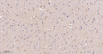 EEF2 Antibody in Immunohistochemistry (Paraffin) (IHC (P))