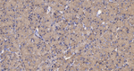 EEF2 Antibody in Immunohistochemistry (Paraffin) (IHC (P))