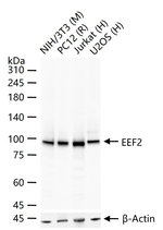 EEF2 Antibody in Western Blot (WB)