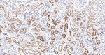 ACE Antibody in Immunohistochemistry (Paraffin) (IHC (P))