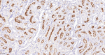 ACE Antibody in Immunohistochemistry (Paraffin) (IHC (P))