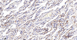 ACE Antibody in Immunohistochemistry (Paraffin) (IHC (P))