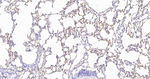ACE Antibody in Immunohistochemistry (Paraffin) (IHC (P))