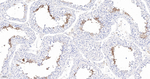 ACE Antibody in Immunohistochemistry (Paraffin) (IHC (P))