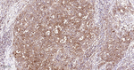 USP10 Antibody in Immunohistochemistry (Paraffin) (IHC (P))