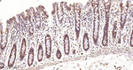 USP10 Recombinant Rabbit Monoclonal Antibody (11C8)