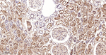 USP10 Antibody in Immunohistochemistry (Paraffin) (IHC (P))