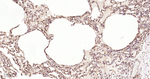USP10 Antibody in Immunohistochemistry (Paraffin) (IHC (P))
