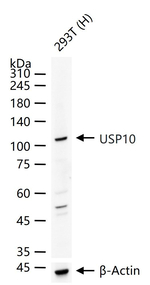USP10 Antibody in Western Blot (WB)