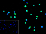 USP11 Antibody in Immunocytochemistry (ICC/IF)