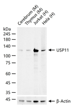 USP11 Antibody in Western Blot (WB)