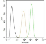 RAP80 Antibody in Flow Cytometry (Flow)