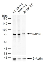 RAP80 Antibody in Western Blot (WB)