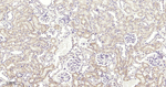 FADD Recombinant Rabbit Monoclonal Antibody (6B5)