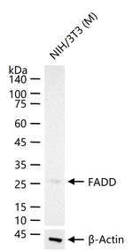 FADD Antibody in Western Blot (WB)