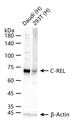 c-Rel Recombinant Rabbit Monoclonal Antibody (3C12)