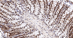 Histone Macro-H2A.1 Antibody in Immunohistochemistry (Paraffin) (IHC (P))